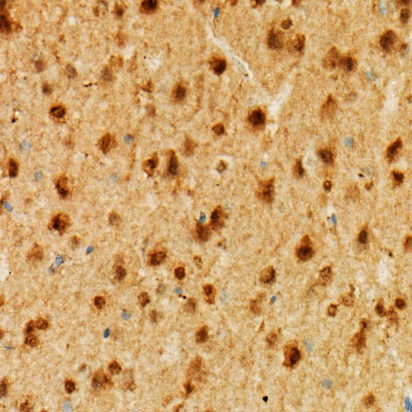 Neurogranin (NRGN) Rabbit monoclonal antibody