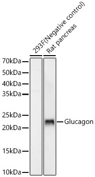 Glucagon Rabbit monoclonal antibody