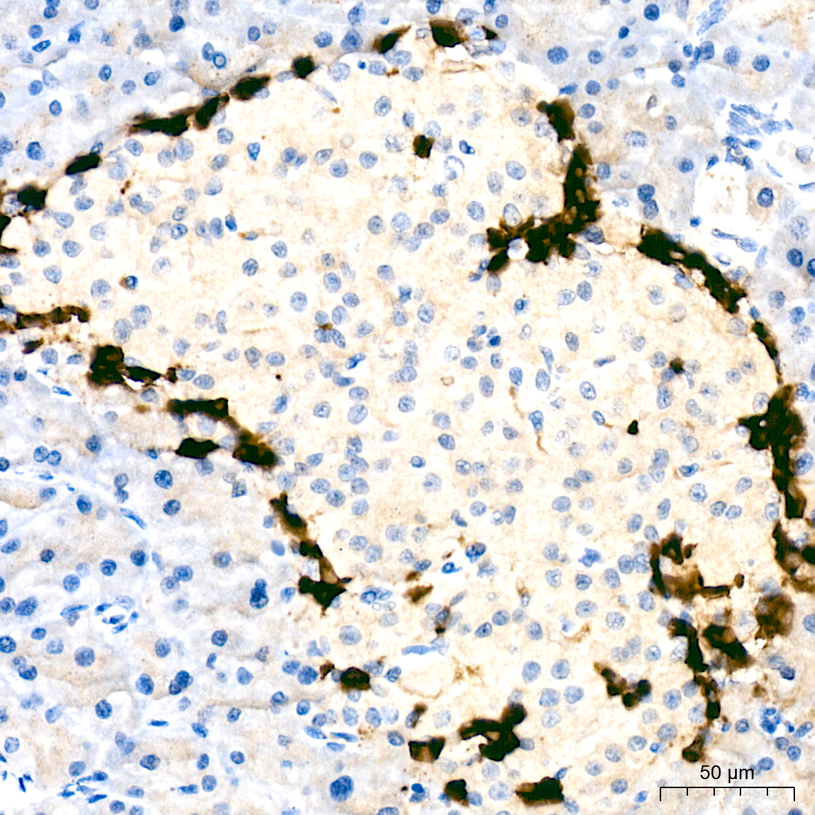 Glucagon Rabbit monoclonal antibody