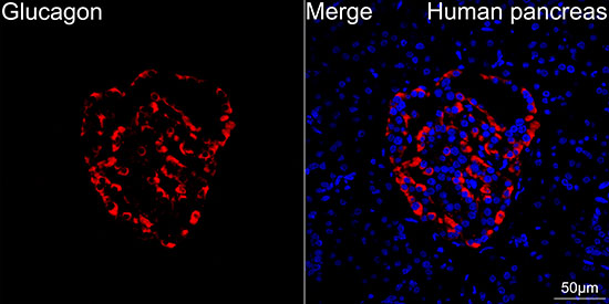 Glucagon Rabbit monoclonal antibody