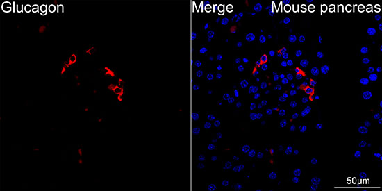 Glucagon Rabbit monoclonal antibody