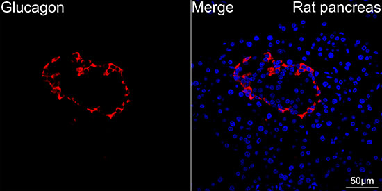 Glucagon Rabbit monoclonal antibody