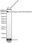 Western blot - [KD Validated] Integrin alpha 5 (ITGA5/CD49e) Rabbit mAb (A22706)