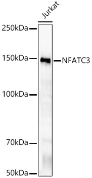 NFATC3 Rabbit monoclonal antibody