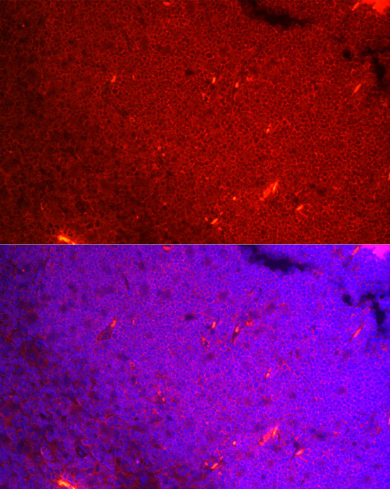 NFATC3 Rabbit monoclonal antibody