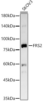 FRS2 Rabbit monoclonal antibody
