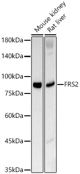 FRS2 Rabbit monoclonal antibody