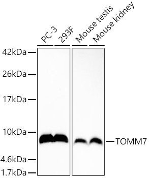 TOMM7 Rabbit monoclonal antibody