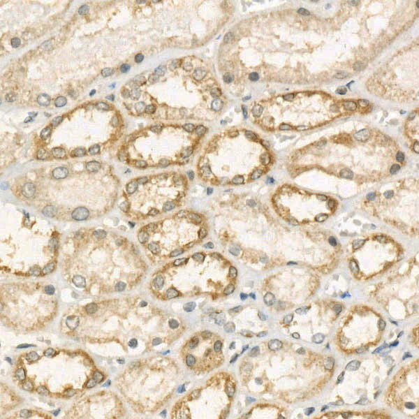 TOMM7 Rabbit monoclonal antibody