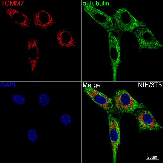 TOMM7 Rabbit monoclonal antibody