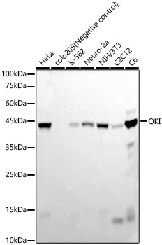 QKI Rabbit monoclonal antibody