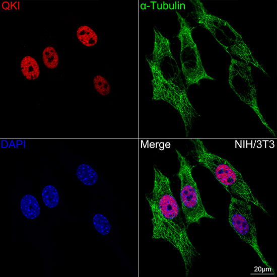 QKI Rabbit monoclonal antibody