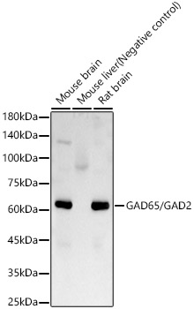 GAD65/GAD2 Rabbit monoclonal antibody