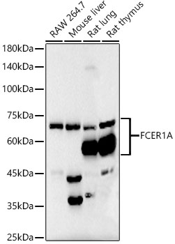 FceR1 alpha Rabbit monoclonal antibody