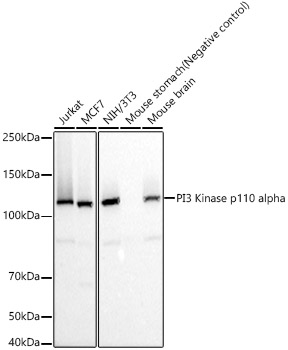 PI3 Kinase p110 alpha Rabbit monoclonal antibody