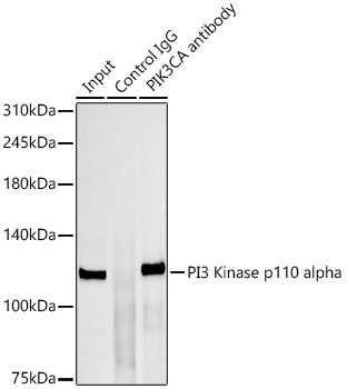 PI3 Kinase p110 alpha Rabbit monoclonal antibody