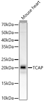 TCAP Rabbit monoclonal antibody