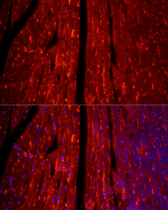 TCAP Rabbit monoclonal antibody