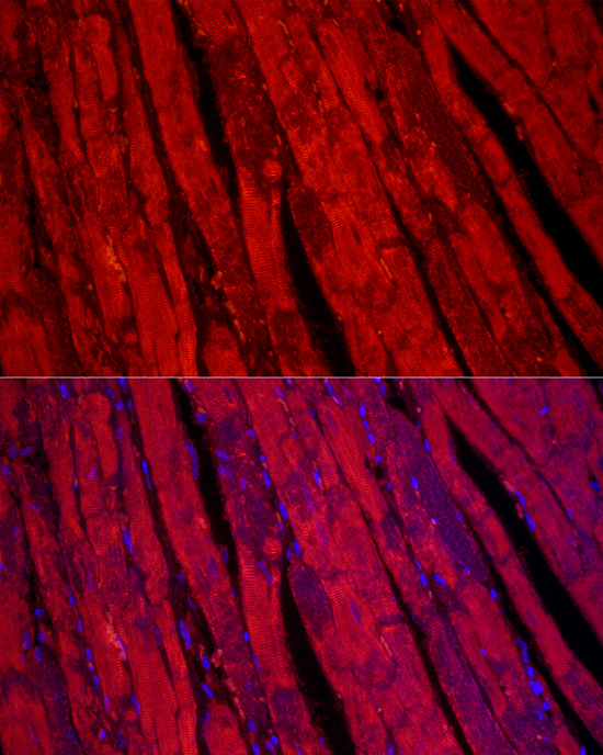 TCAP Rabbit monoclonal antibody