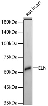 ELN Rabbit monoclonal antibody