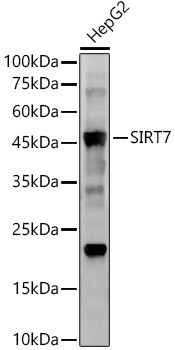 SIRT7 Rabbit monoclonal antibody