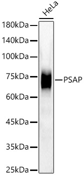 [KD Validated] PSAP Rabbit monoclonal antibody