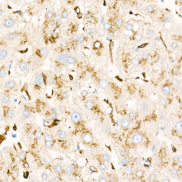 [KD Validated] PSAP Rabbit monoclonal antibody