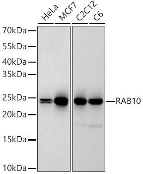RAB10 Rabbit monoclonal antibody