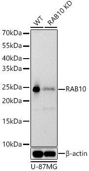 RAB10 Rabbit monoclonal antibody