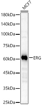 ERG Rabbit monoclonal antibody