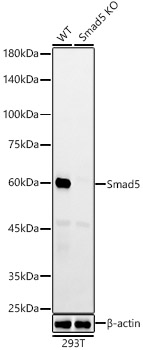 [KO Validated] Smad5 Rabbit monoclonal antibody