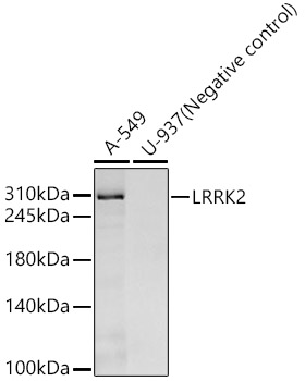 LRRK2 Rabbit monoclonal antibody