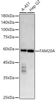 FAM20A Rabbit mAb