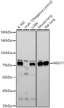 NGLY1 Rabbit monoclonal antibody