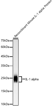 IL-1 alpha Rabbit monoclonal antibody