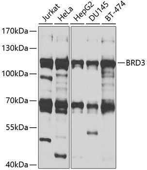 BRD3 Rabbit polyclonal antibody