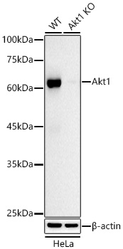 [KO Validated] AKT1 Rabbit monoclonal antibody