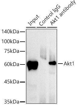 [KO Validated] AKT1 Rabbit monoclonal antibody