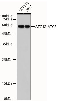 ATG12 Rabbit monoclonal antibody