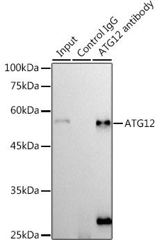 ATG12 Rabbit monoclonal antibody
