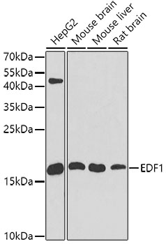 [KO Validated] EDF1 Rabbit polyclonal antibody