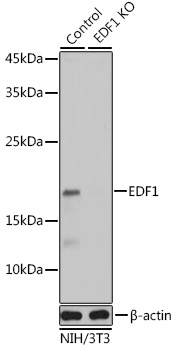 [KO Validated] EDF1 Rabbit polyclonal antibody