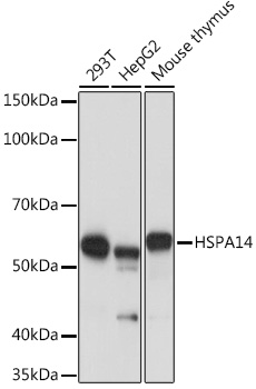 HSPA14 Rabbit monoclonal antibody