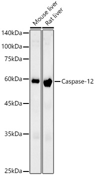 Caspase-12 Rabbit monoclonal antibody