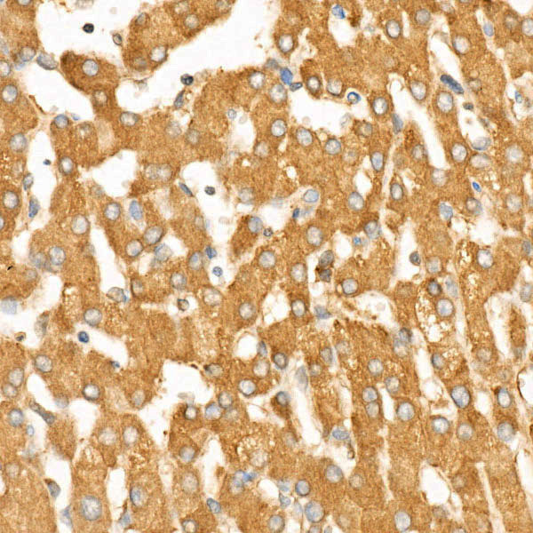 Caspase-12 Rabbit monoclonal antibody