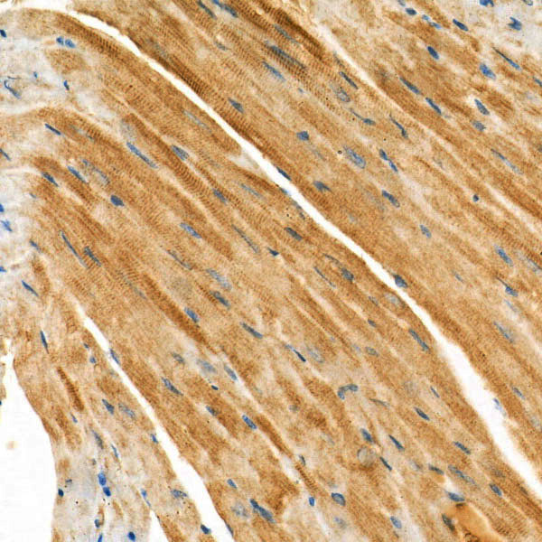 Caspase-12 Rabbit monoclonal antibody