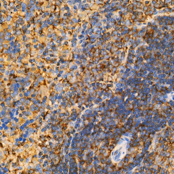 Caspase-12 Rabbit monoclonal antibody