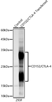 CD152/CTLA-4 Rabbit mAb