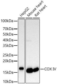 [KD Validated] COX IV Rabbit polyclonal antibody