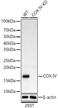 [KD Validated] COX IV Rabbit polyclonal antibody